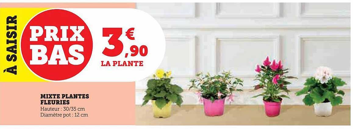 mixte plantes fleuries