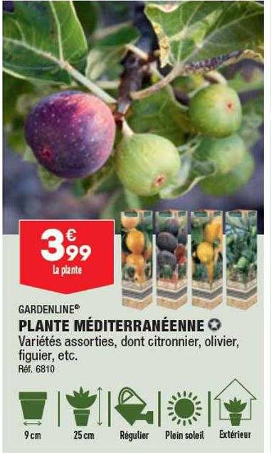 Plante Méditerranéenne Gardenline