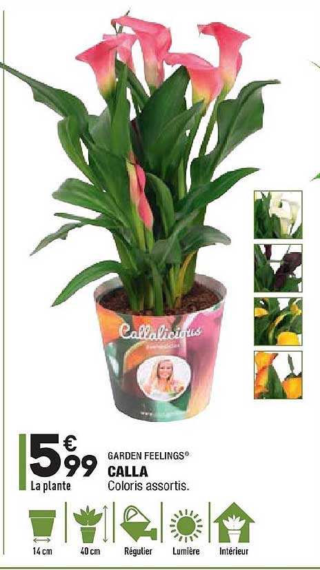 calla garden feelings