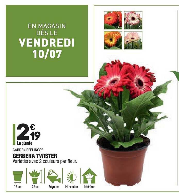 gerbera twister garden feelings