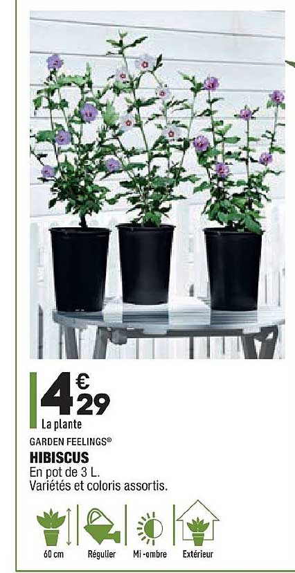 hibiscus garden feelings