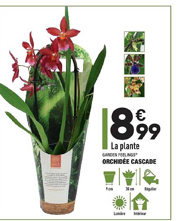 orchidée cascade garden feelings