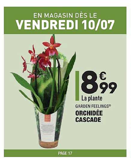 orchidée cascade garden feelings