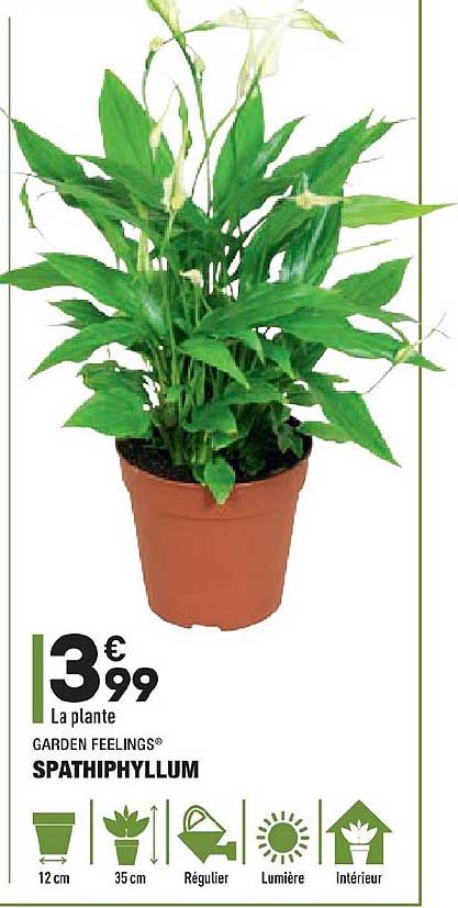 Spathiphyllum Garden Feelings