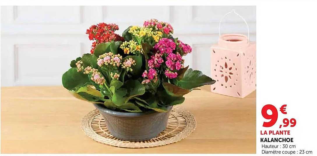 KALANCHOE