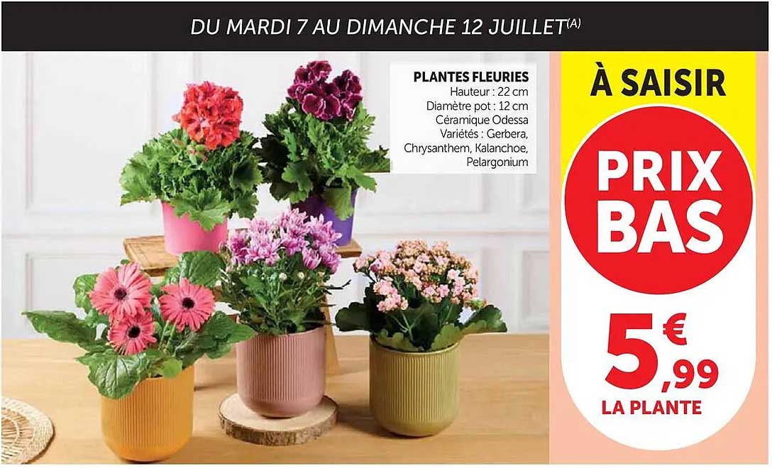 PLANTES FLEURIES
