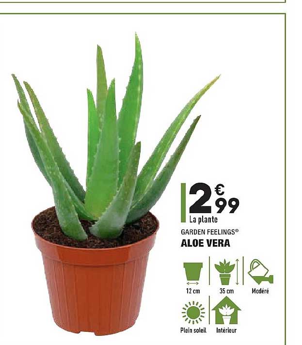 aloe vera garden feelings