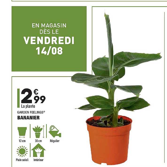 bananier garden feelings