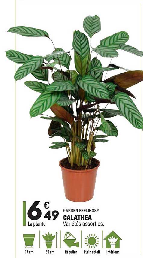 calathea garden feelings