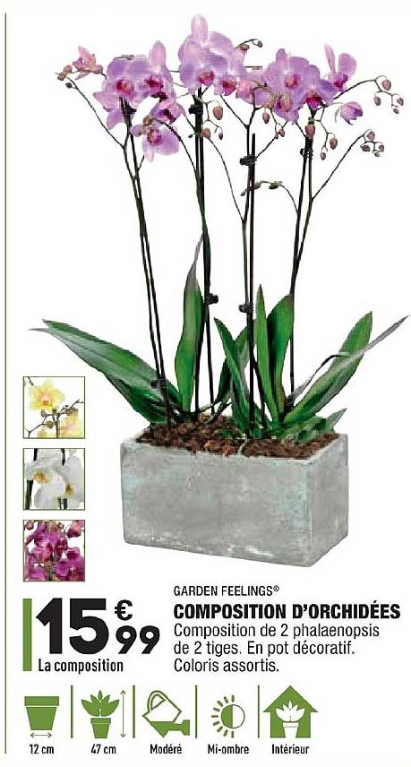 composition d'orchidées garden feelings