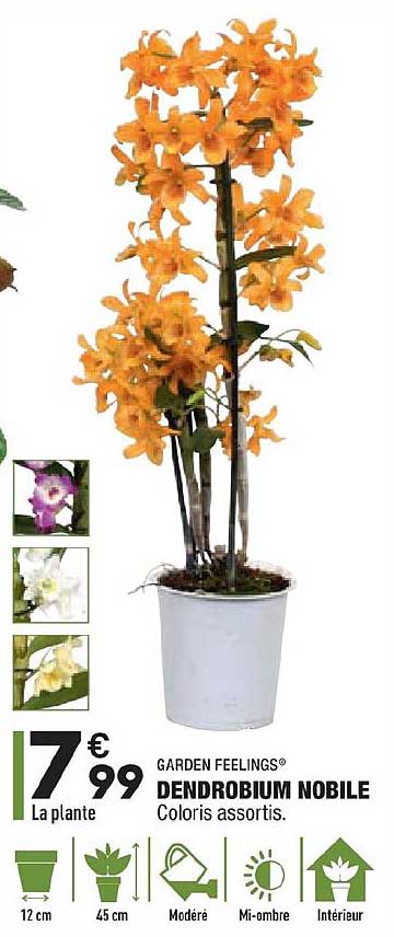 dendrobium nobile garden feelings