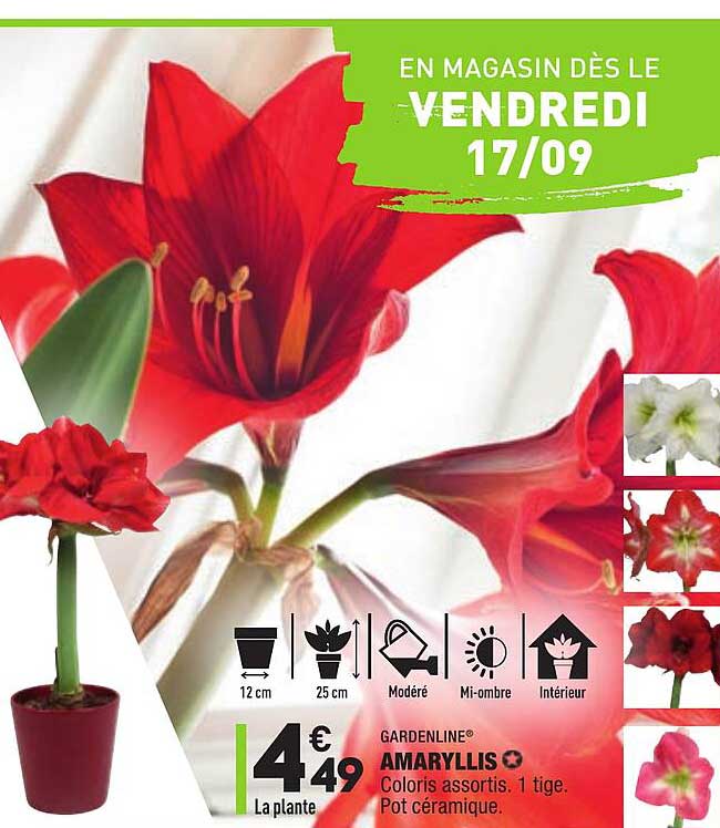 amaryllis gardenline