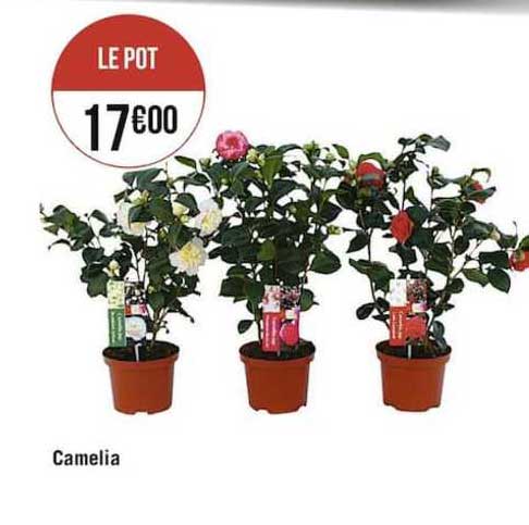 Camelia
