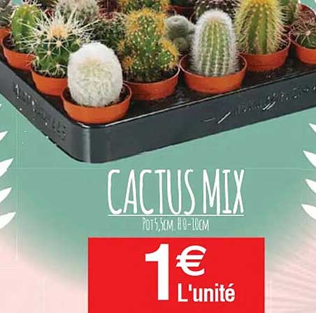 Cactus Mix