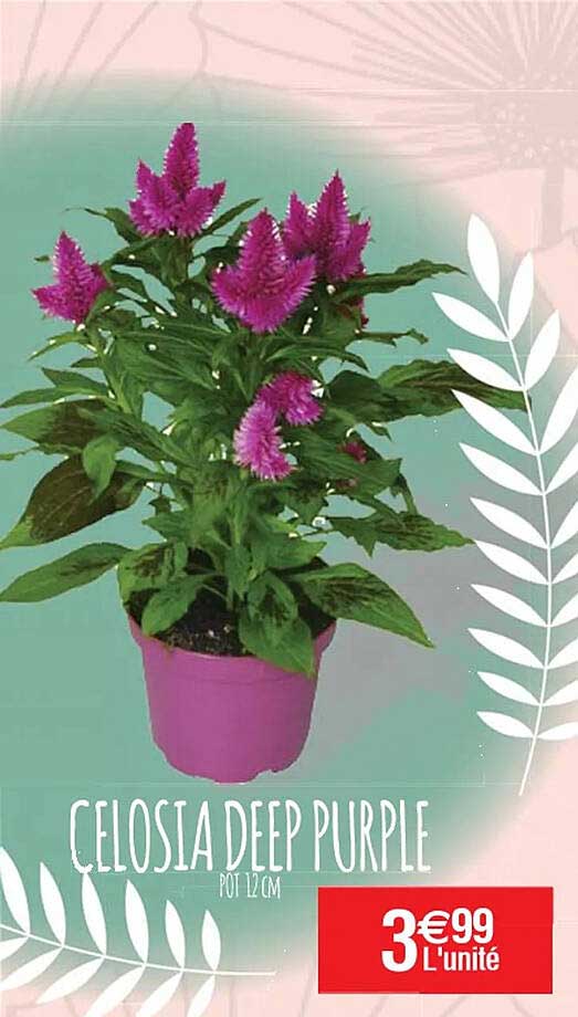celosia deep purple