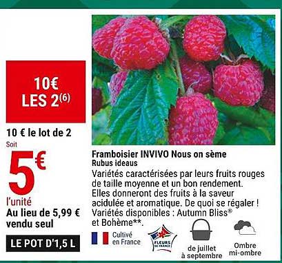Framboisier Invivo Nous On Sème