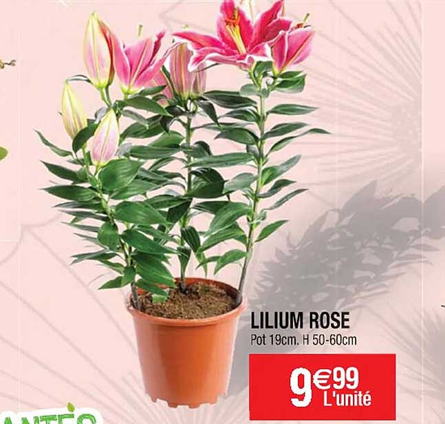 Lilium Rose