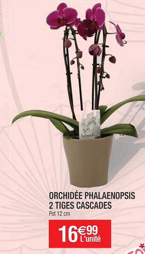 orchidée phalaenopsis 2 tiges cascades