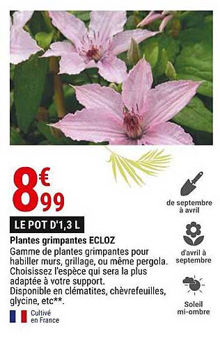 plantes grimpantes ecloz
