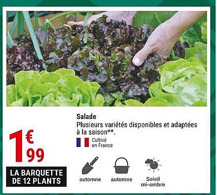 Salade