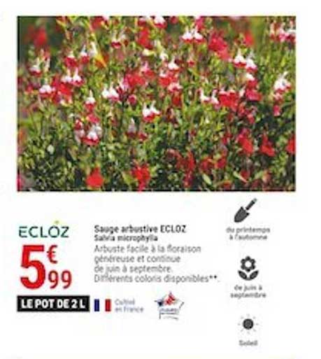 Sauge Arbustive Ecloz
