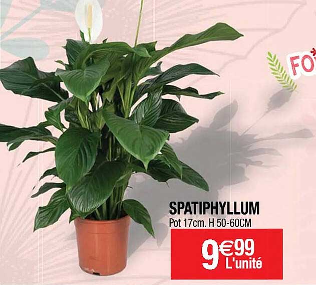 Spatiphyllum