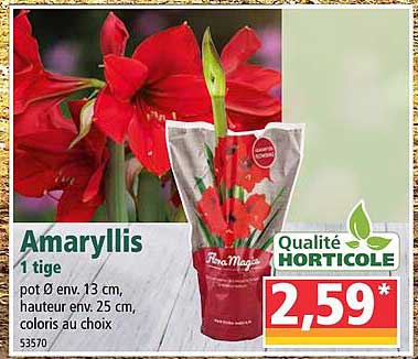 amaryllis
