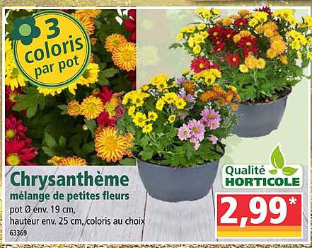 chrysanthème mélange de petites fleurs