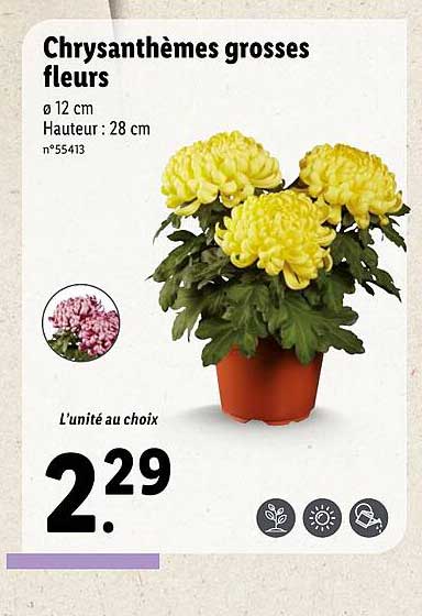 chrysanthèmes grosses fleurs