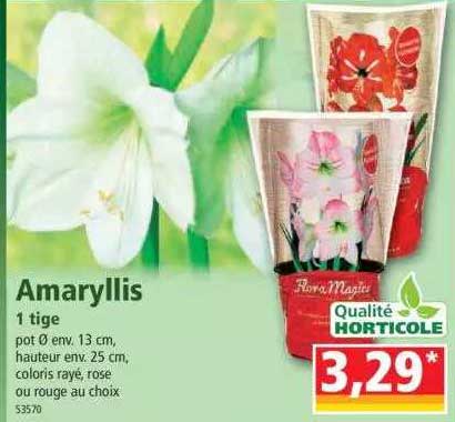 amaryllis