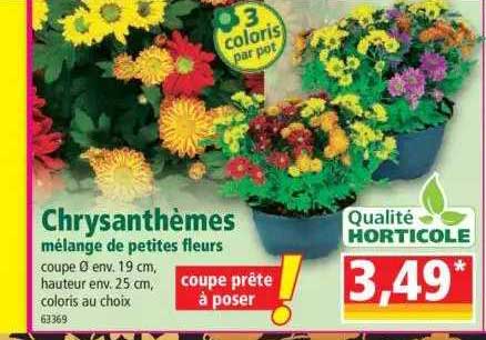 chrysanthèmes mélange de petites fleurs