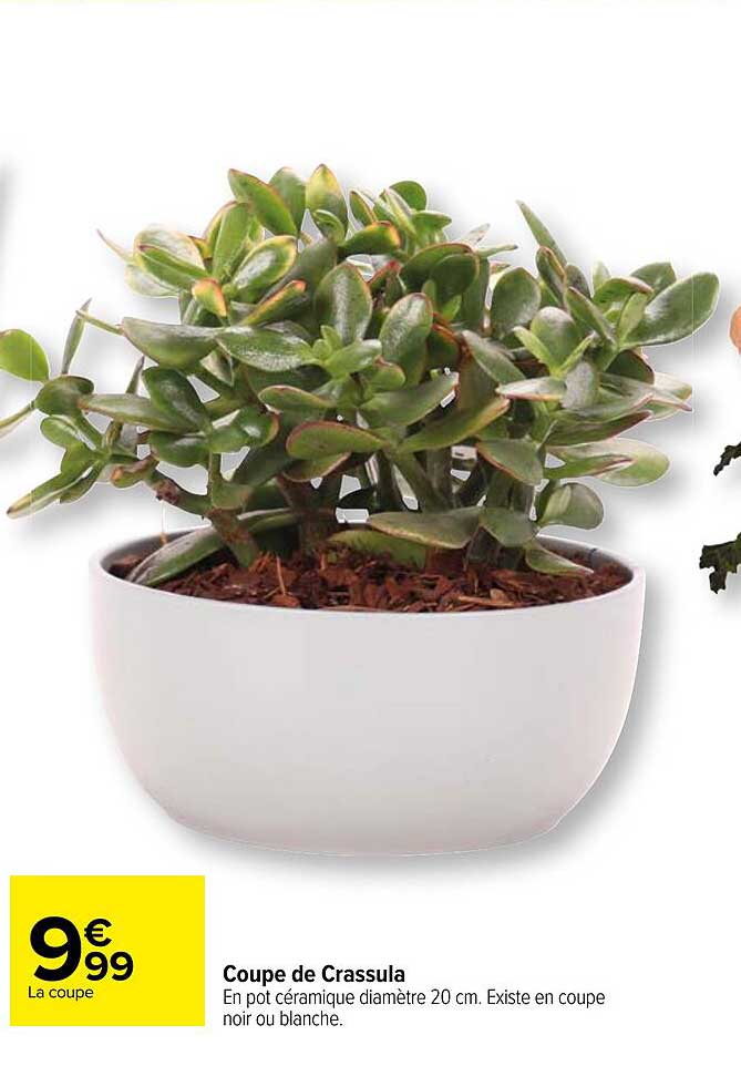 coupe de crassula