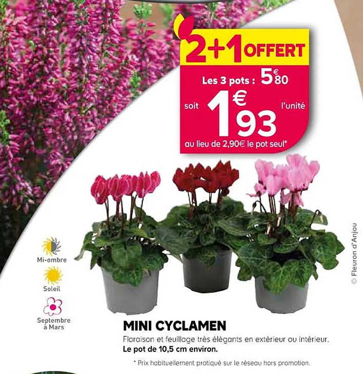 Mini Cyclamen