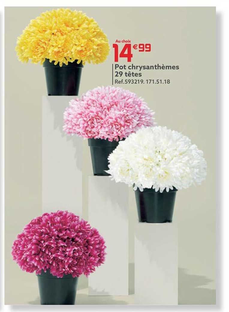 pot chrysanthèmes 29 têtes