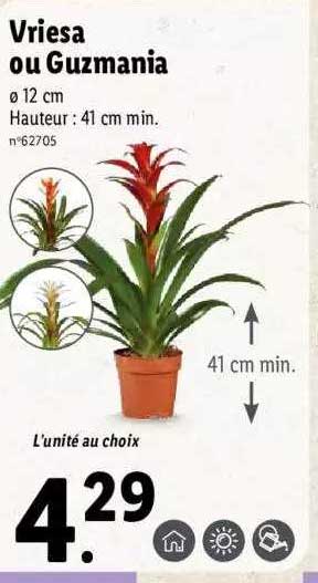 Vriesa Ou Guzmania