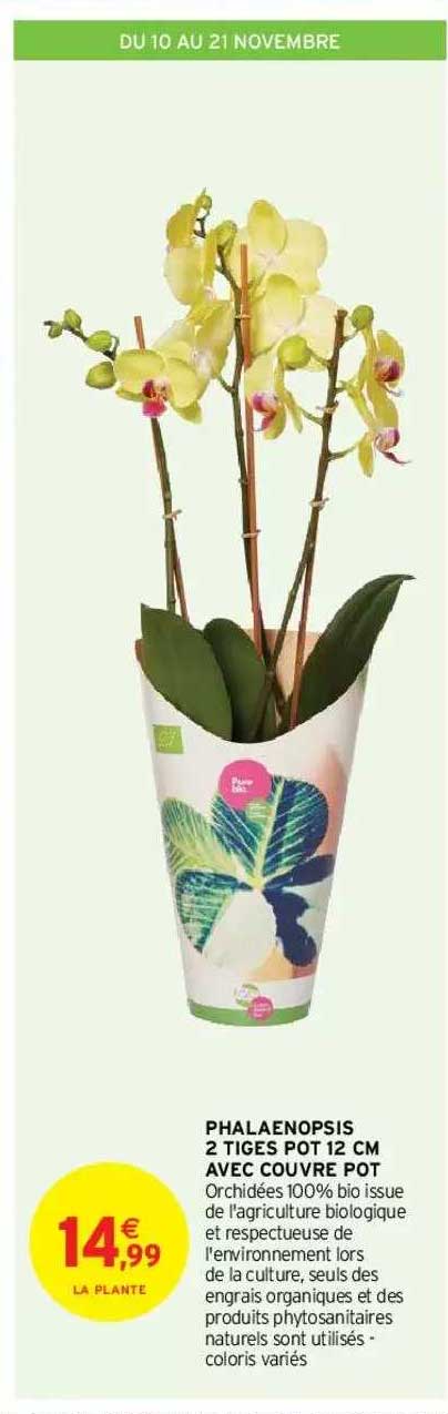 phalaenopsis 2 tiges pot 12 cm avec couvre pot