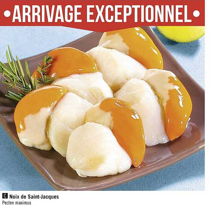noix de saint-jacques