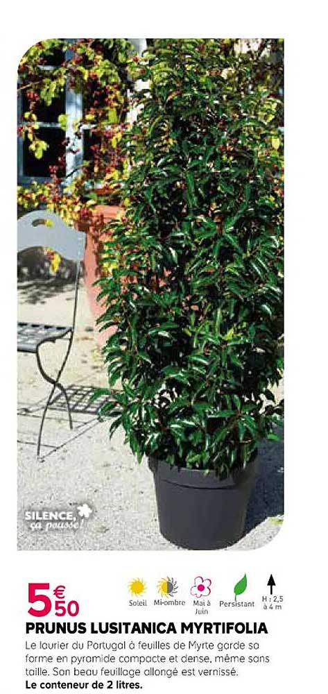 prunus lusitanica myrtifolia