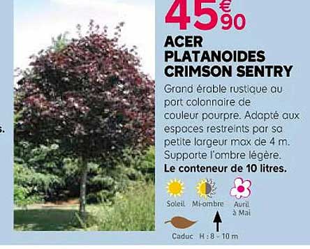acer platanoides crimson sentry