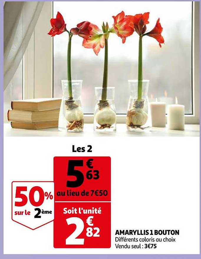 amaryllis 1 bouton
