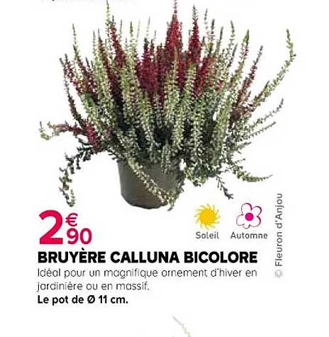 Bruyère Calluna Bicolore