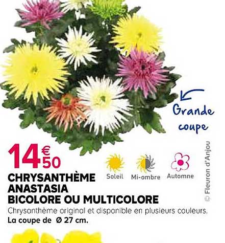 Chrysanthème Anastasia Bicolore Ou Multicolore