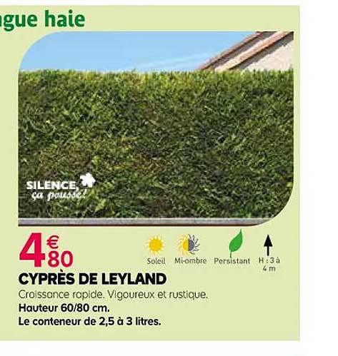 cyprès de leyland