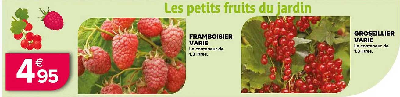 framboisier varié