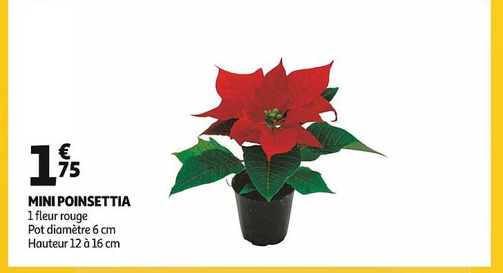 mini poinsettia