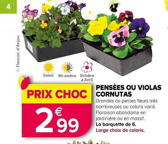 Pensées Ou Violas Cornutas