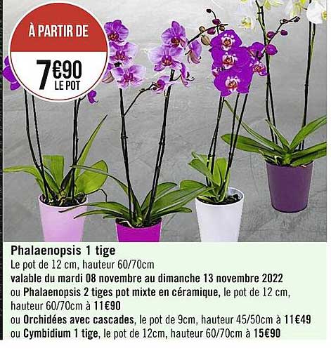 phalaenopsis 1 tige