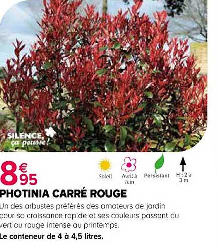 Photina Carré Rouge