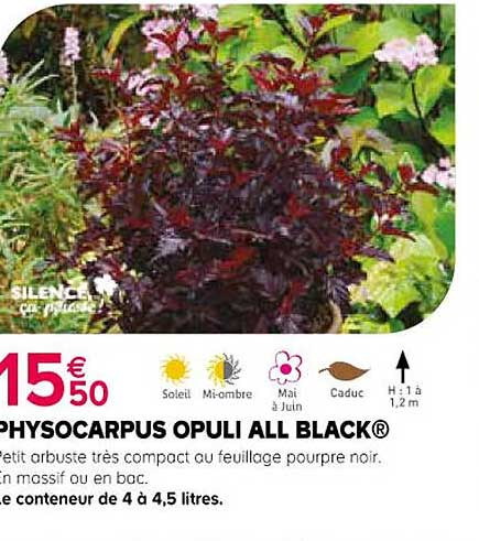 physocarpus opuli all black