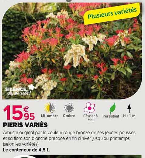 pieris variés